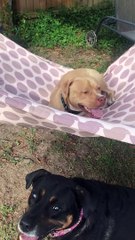 Happy Pit Bull Loves His Hammock Time