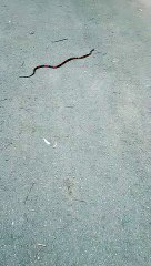 Mulher encontra cobra enquanto caminhava no Parque de Águas Claras