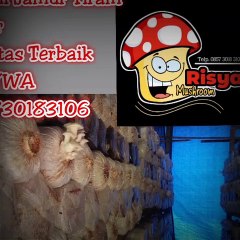 Jual Bibit Jamur Tiram Malang, telp. 0857 3018 3106, UNGGUL..!!!