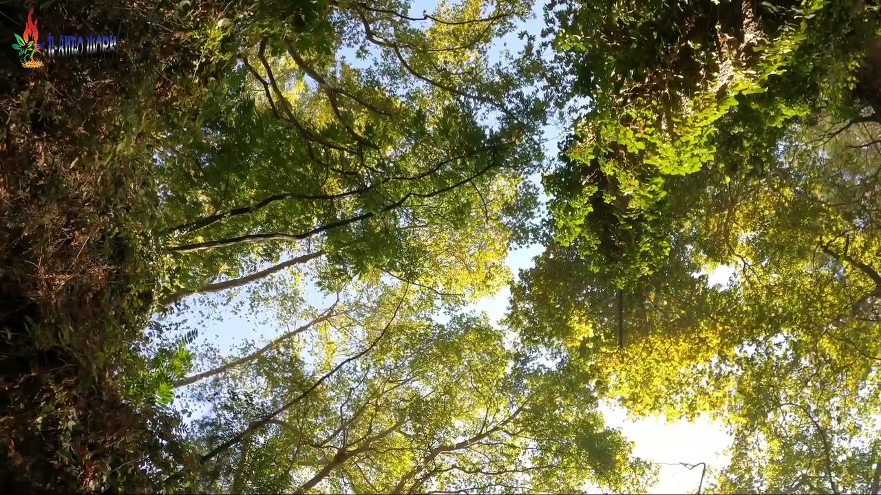 LAGU KENDANG KEMPUL BANYUWANGI LAWAS NGUMBAR JANJI_1080p