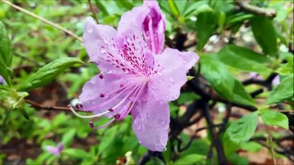 Teen Asty - Dancing In The Rain (No Copyright Music)