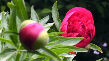 The Futurists - No More (No Copyright Music)