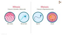 Differences between Mitosis and Meiosis