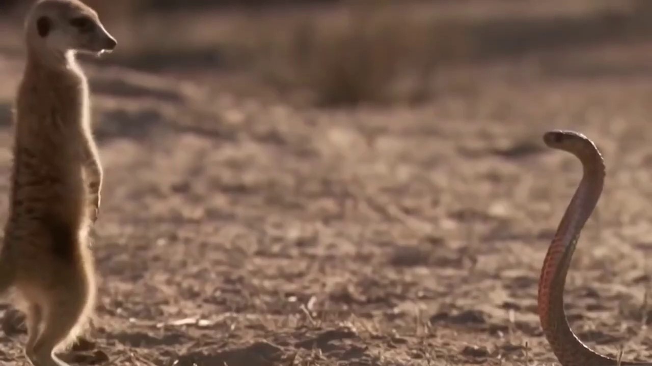 Unbelievable Monkey Save Mouse From Snake Hunting - Top Snake vs Prey