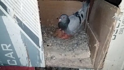 VID_20201028_191732Feed the young birds
