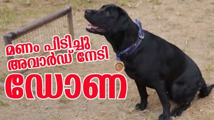 മണം പിടിച്ചു അവാര്‍ഡ് നേടി ഡോണ Dona Police Dog Bags Gold Medal // DeepikaNews