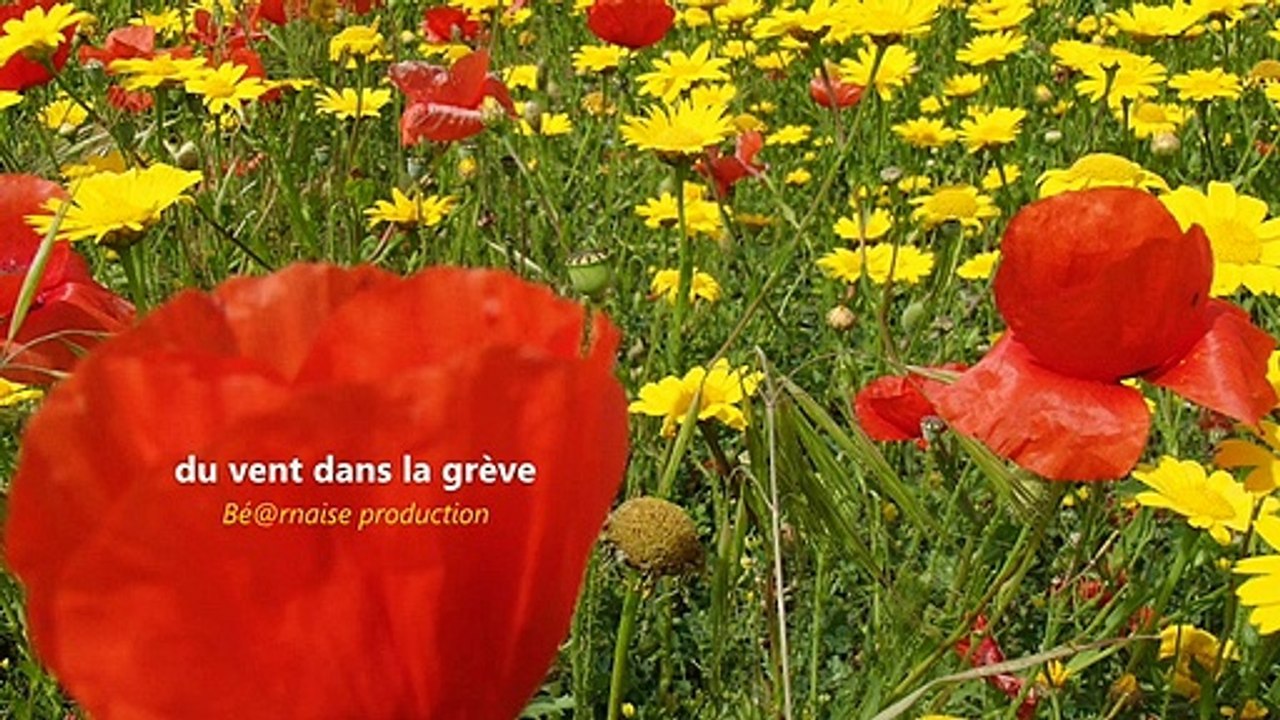 Du vent dans la grève