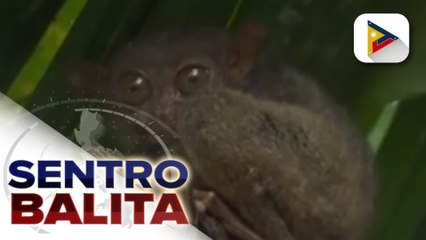 Turismo sa Bohol, muling bubuksan sa Nov. 15