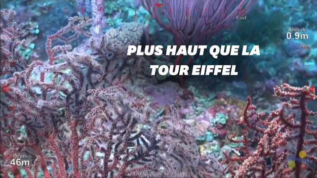 Un récif corallien plus grand que la tour Eiffel découvert dans les profondeurs de l’Australie