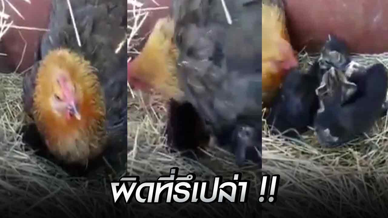 งงในงง !! แม่ไก่นอนกกลูกน้อยในรัง พอลุกเท่านั้นแหละ เฮ้ย.. ไม่ใช่ลูกแกนี่หว่า