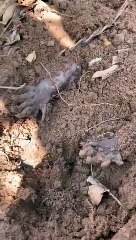 Pattes étranges qui sortent de la terre