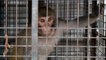India’s ‘monkey menace’: thousands of wild animals bite residents, eat crops in city of Shimla