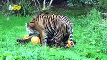 London Zoo Celebrates Halloween by Giving Pumpkin-Filled Treats To Tigers, Meerkats, and More!