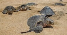 Une plage mexicaine assiste à des pontes records de tortues en voie de disparition