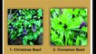 Marical Plants tulsi/basil/holy plant medicinal benefits, hindi/urdu ,Dr. Rehan Ali