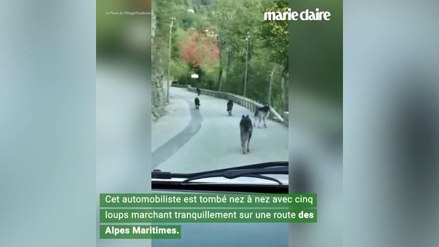 Ils croisent une meute de loups échappés d'un parc