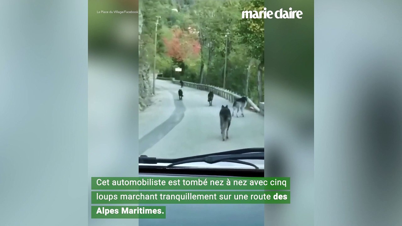 Ils croisent une meute de loups échappés d'un parc