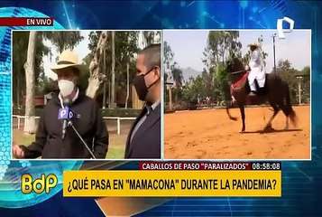 Caballos de Paso paralizados por pandemia