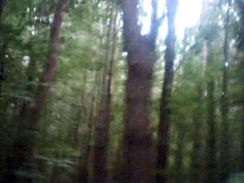 the willow song melody