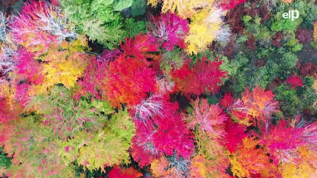 La UE se queda muy lejos de cumplir los objetivos de biodiversidad para 2020