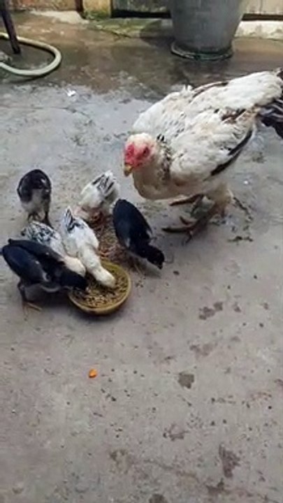 hens and roosters information