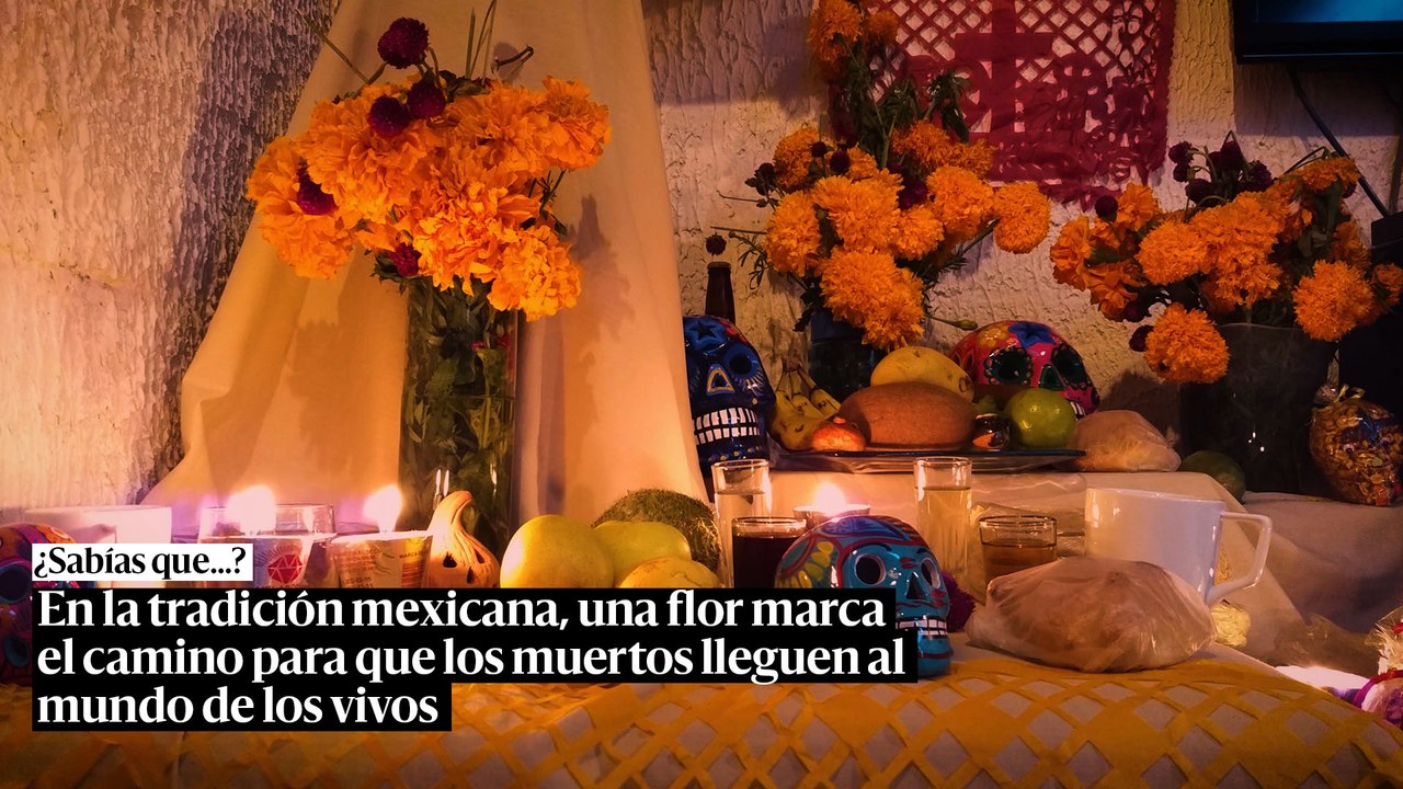 En la tradición mexicana, una flor marca el camino para que los muertos 'lleguen’ al mundo de los vivos