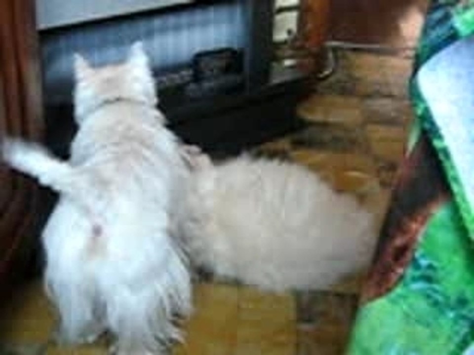 Mon chien et mon chat