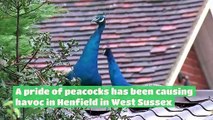 Wild peacocks rufflle feathers in West Sussex village