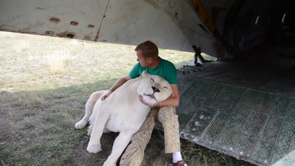 Quoi de plus affectueux qu'une lionne de compagnie