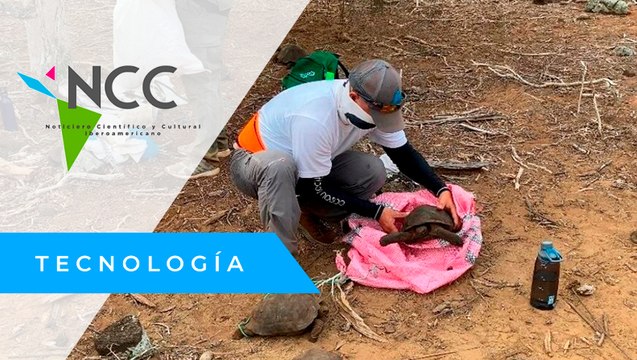 36 tor­tu­gas gi­gan­tes de Ga­lá­pa­gos son li­be­ra­das en su há­bi­tat