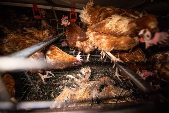 Picardie: L214 dénonce les conditions de vie des poules pondeuses dans un élevage intensif