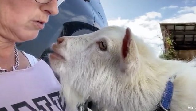 This Friendly Goat Acts Just Like A Dog
