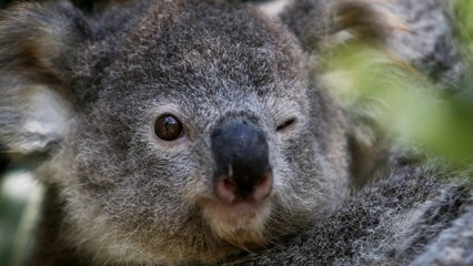 The Most Adorable Animals On Earth Are Dying Out--And It's Our Own Stupid Fault
