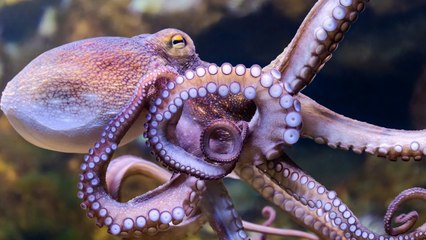 How Octopuses Taste Things Just By Touching Them