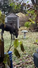 Young Moose Nearly Bouts with Bird Bath