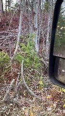 Rare Close Encounter with Endangered Northern Maine Canadian Lynx