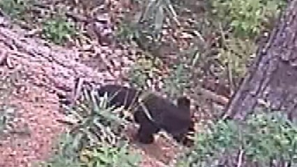 지리산 형제봉 반달곰 서식지에 산악열차 건설 논란 / YTN