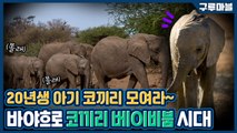 [구루마블] 코끼리 베이비붐! 케냐 코끼리 출산율 급증의 이유는? / YTN