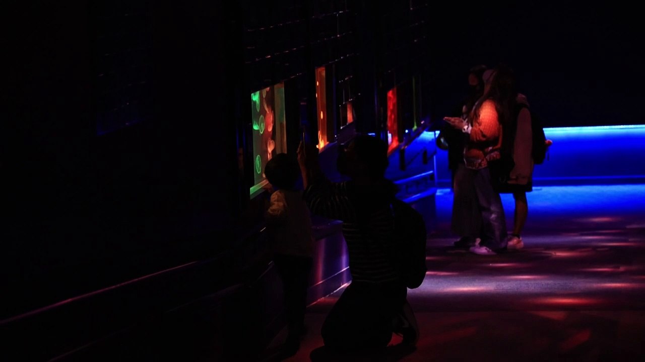 Fantômes ou méduses ? L'aquarium de Tokyo se tr...