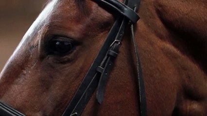 THE BENEFITS OF EQUESTRIAN LIFESTYLE