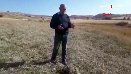 Sivas'ta silahla vurulmuş vaşak ölüsü bulundu: "İnsan olan kıymaz bu hayvana"