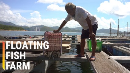 The Last of Hong Kong’s Floating Fish Farms