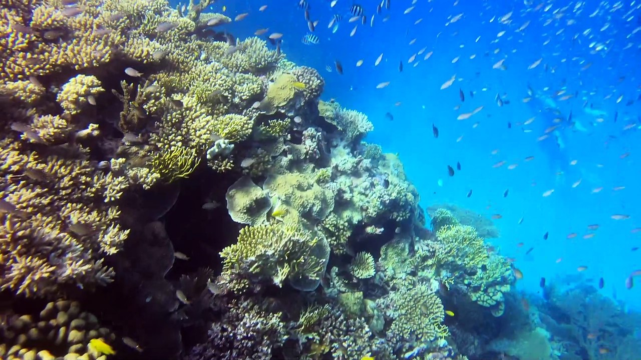 Herbstferien 2020 Tauchen Ägypten 2. Tauchgang