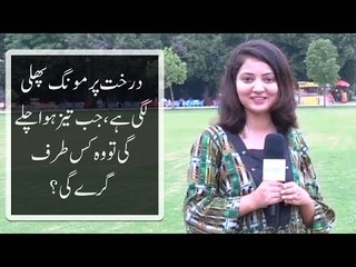 ایک درخت پر مونگ پھلی لگی ہے، جب تیز ہوا چلے گی تو اسکے دانے کس طرف گریں گے؟