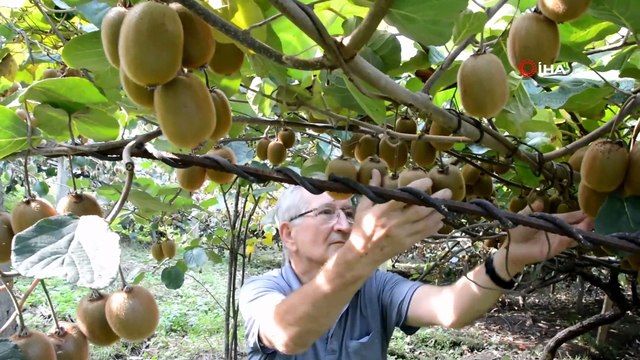 Ordulu Kivi Üreticileri Hasada Hazırlanıyor