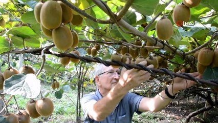 Ordulu Kivi Üreticileri Hasada Hazırlanıyor