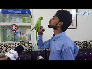 Lahore ka Funny Parrot (Toota) - Jo international champion bhi hai!