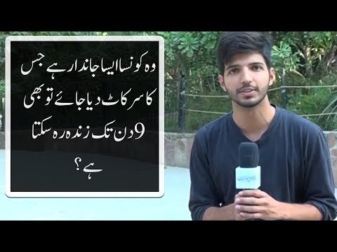 Woh Kaun Sa Aisa Janwar Hai Jiske Sar Kaat Diya Jaye Phir Bhi 9 Din Zinda Rehta Hai?