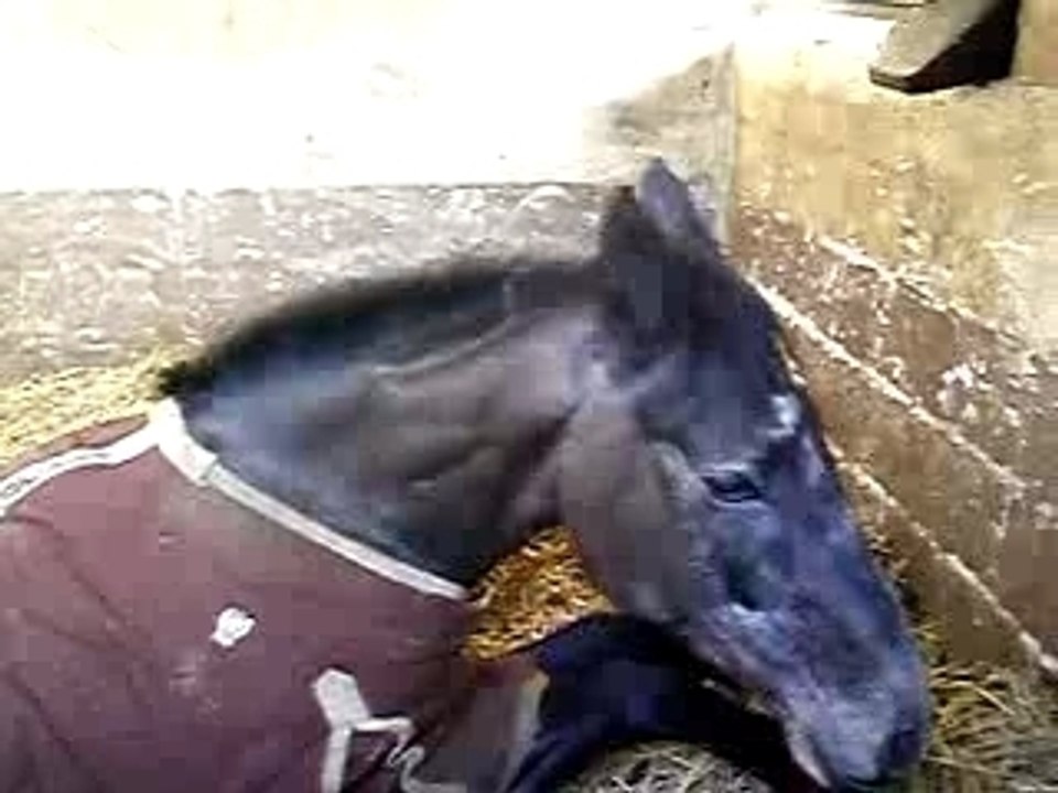 Le cheval de Pauline