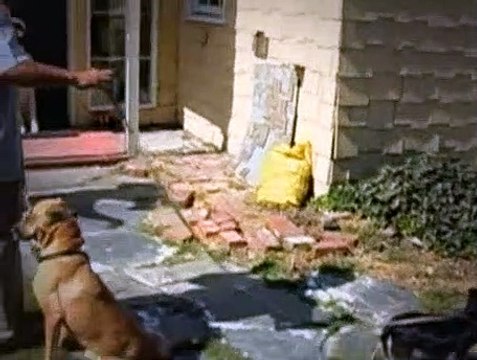 The Dog Whisperer Season 1 Episode 14 Jake And King (Petrified Pit Bull Part 1)